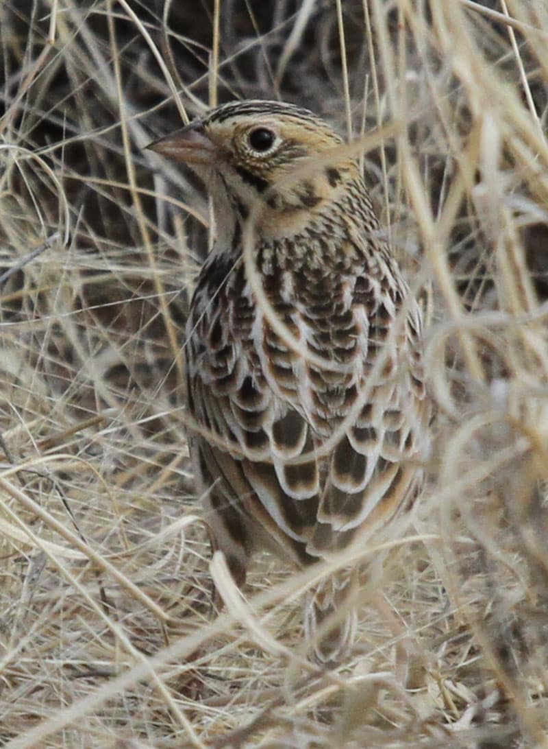 Baird's Sparrow Sevilleta