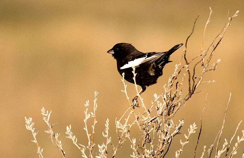 Lark Bunting
