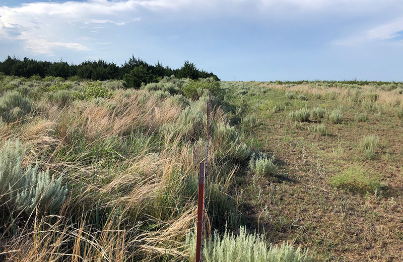 Field with and without brush management in OK.