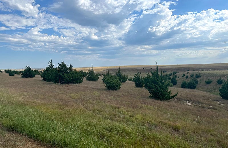 Invasives Osborne County, KS