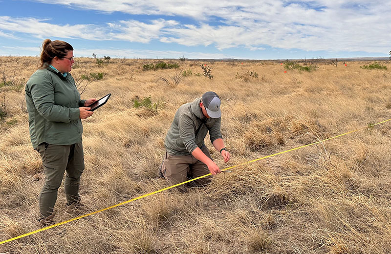 Grassland monitoring west TX
