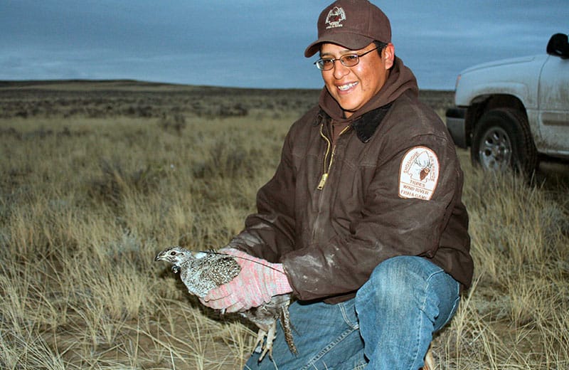 Tribal warden Herman St. Clair releasing a sage grouse hen as part of movement and nesting area study.