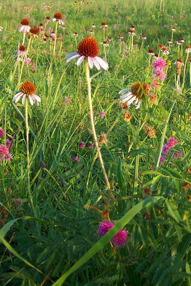 Kirwin Prairie Flowers
