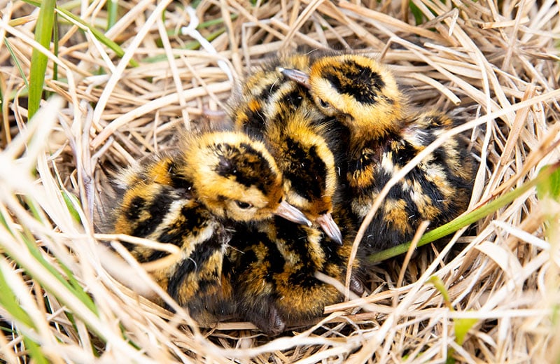 Nesting Birds