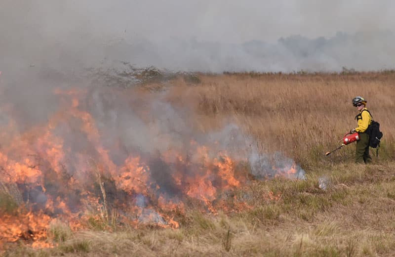 A prescribed fire burns at Attwater Prairie Chicken National Wildlife Refuge in Texas.
