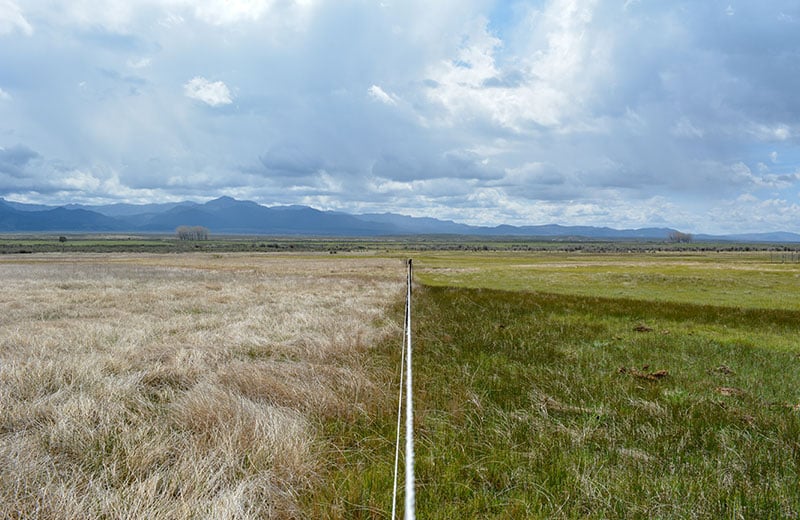 Ungrazed prairie versus grazed