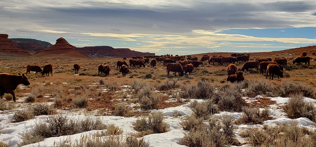 Cattle grazing in sagebrush in Wyoming