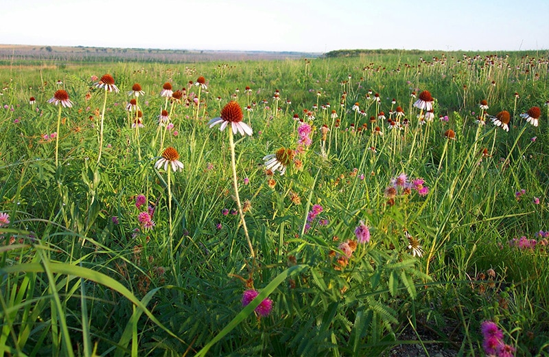 Kirwin prairie flowers