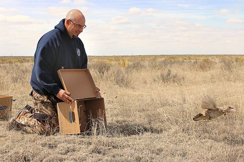 Colorado Parks and Wildlife conservation biologist Jonathan Reitz releases a lesser prairie chicken in the Comanche National Grassland in southeast Colorado as part of a four-year project to restore the birds.